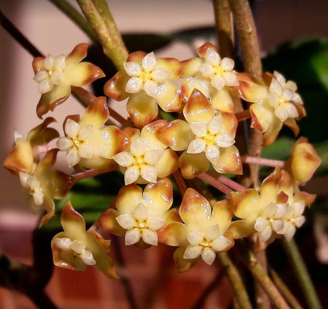 Hoya finlaysonii long leaves