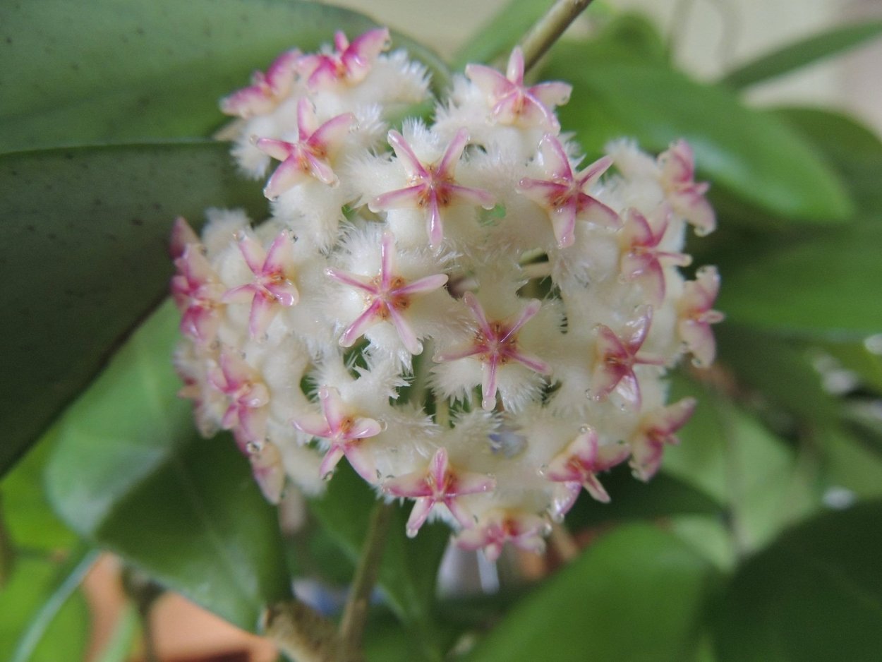 Hoya erythrostemma White