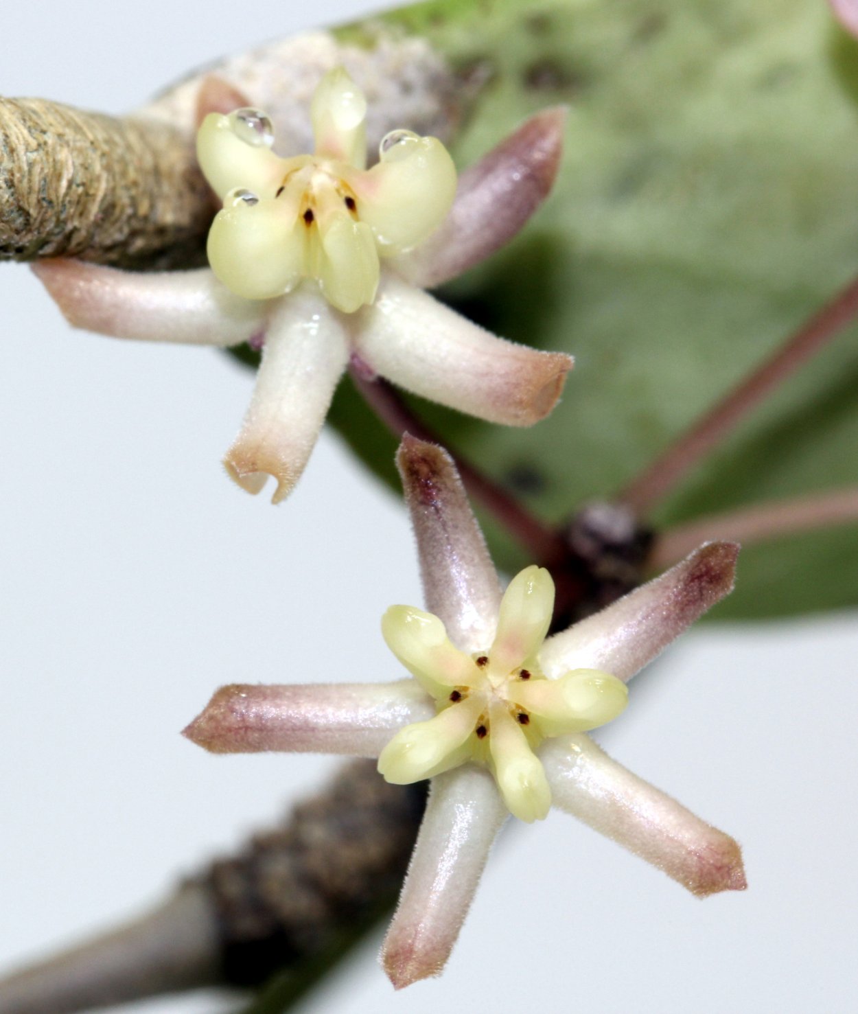 Хойя padangensis