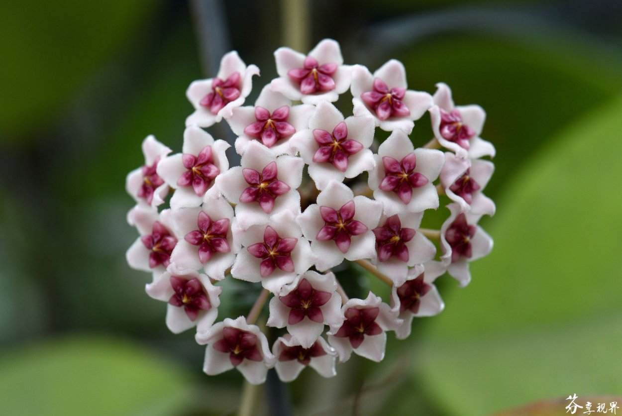 Хойя Обовата