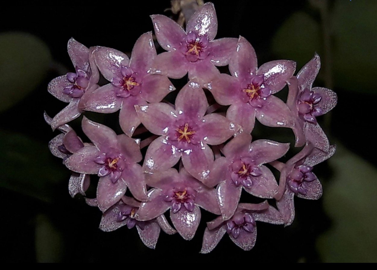 Хойя hanhiae Pink Yellow