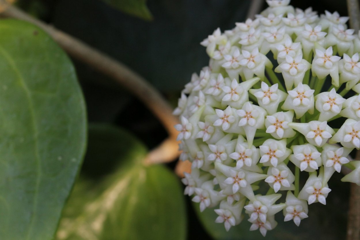 Хойя pottsii Chiang mai