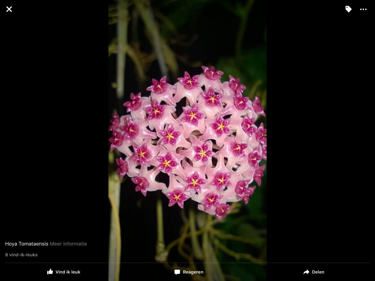 Хойя tomataensis