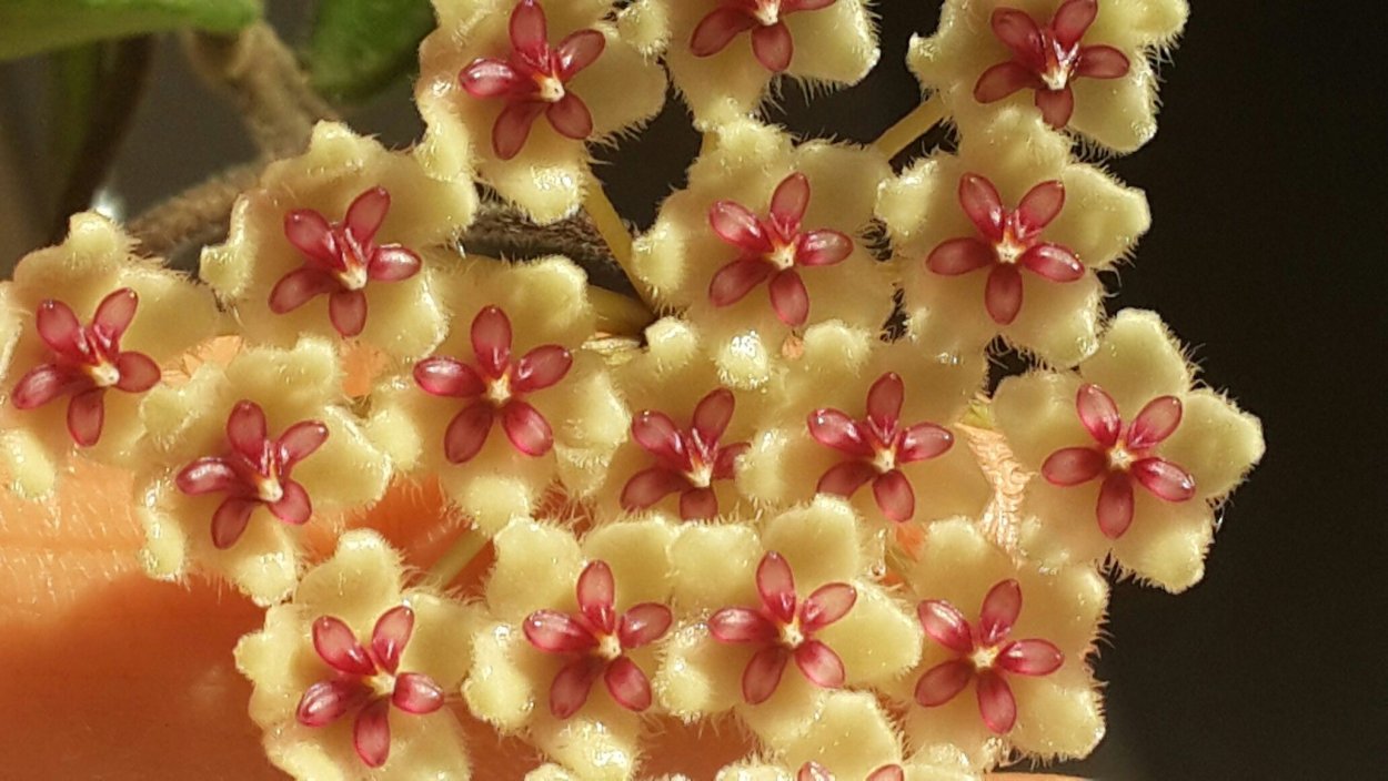 Hoya phuwuaensis SP. Phu Wua
