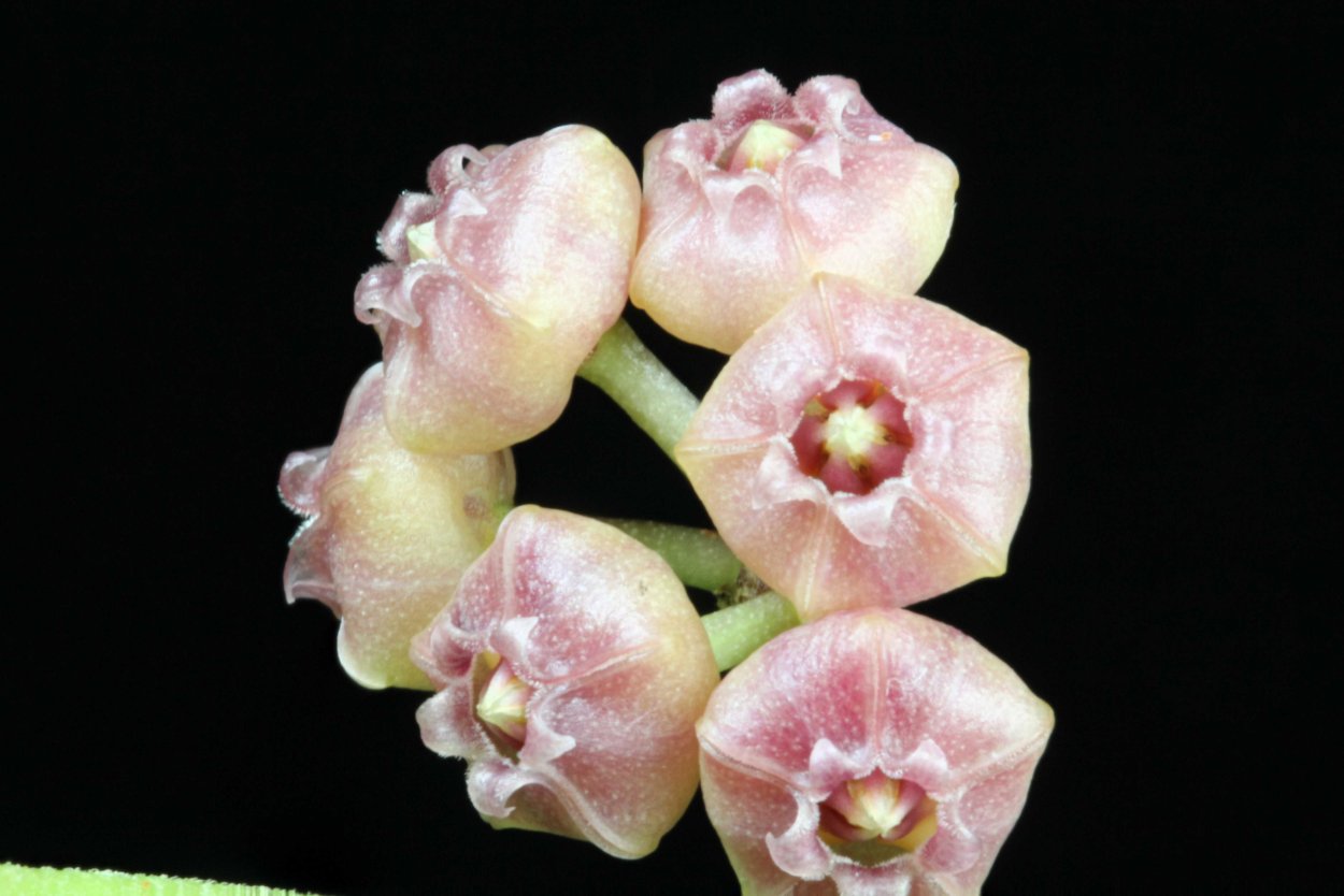 Хойя heuschkeliana Pink