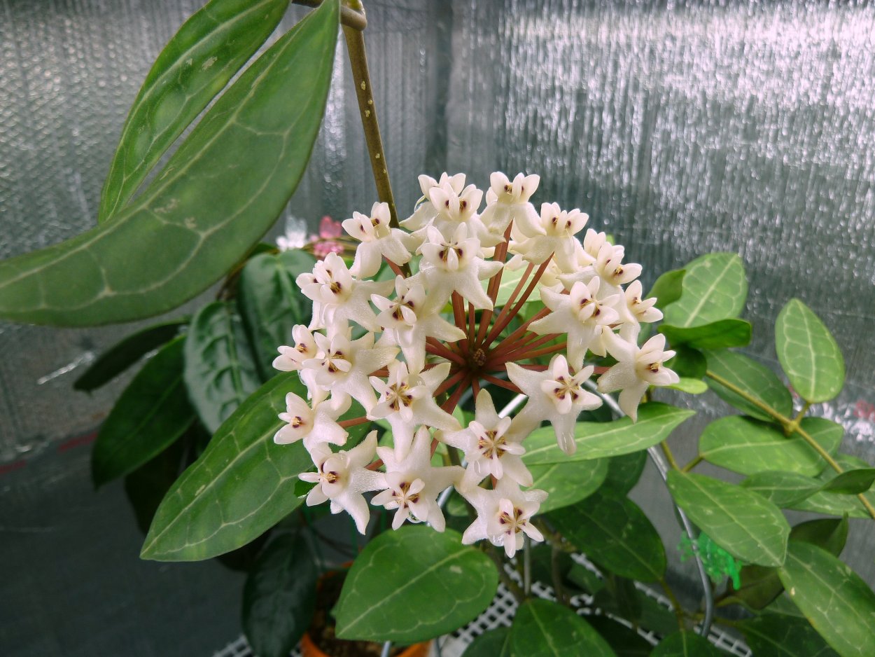 Хойя Эллиптика Минданао