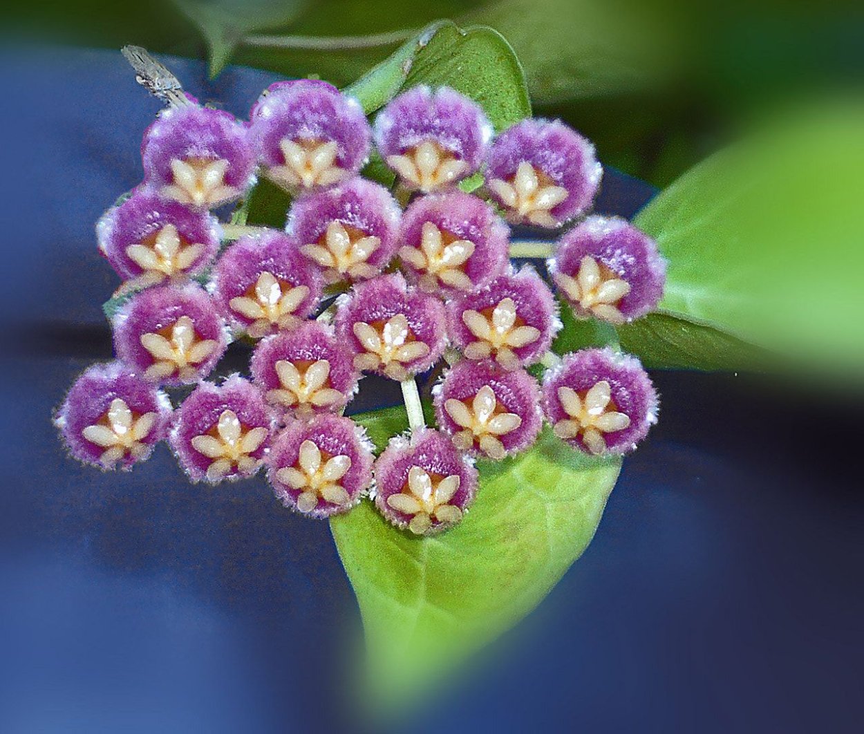 Хойя фиолетовая