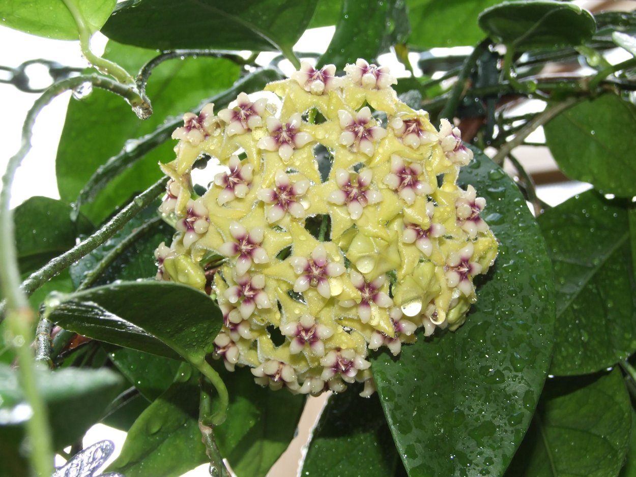 Хойя кумингиана Hoya cumingiana