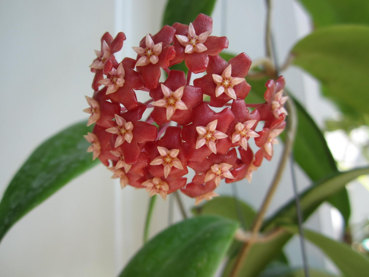 Хойя ilagiorum Yellow