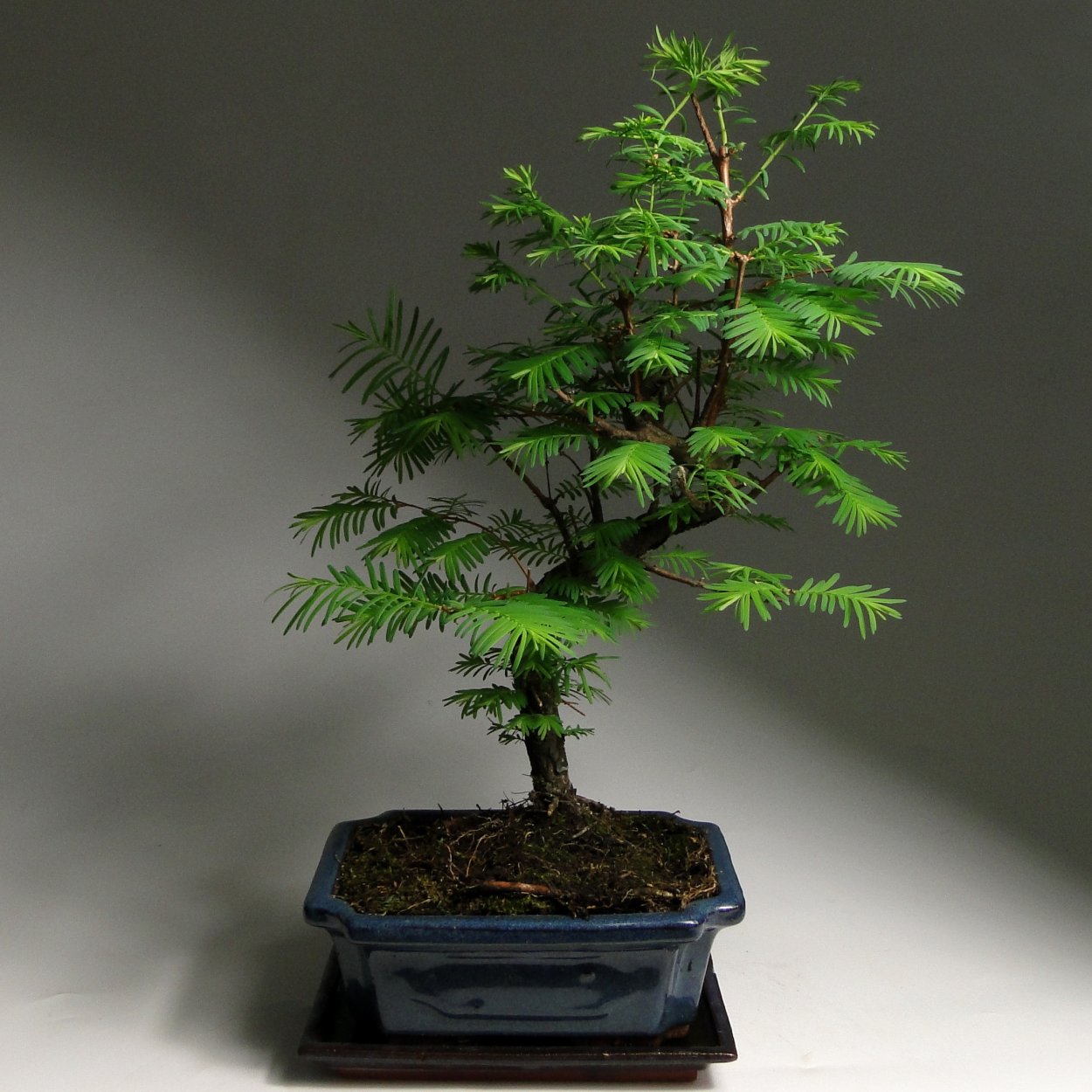 Метасеквойя бонсай