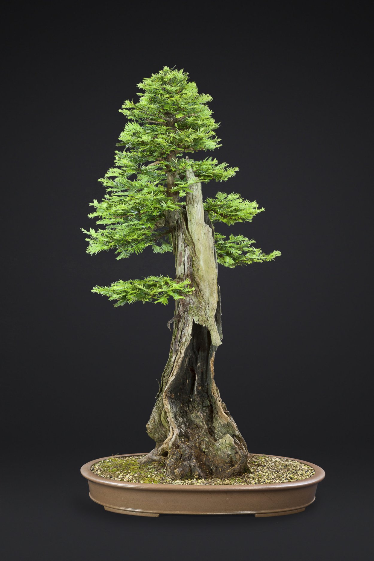 Секвойя бонсай