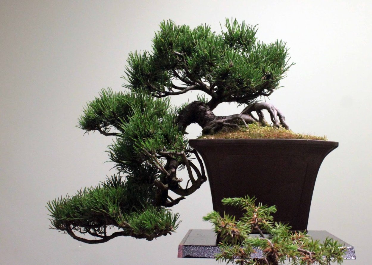 Можжевельник Мейера бонсай