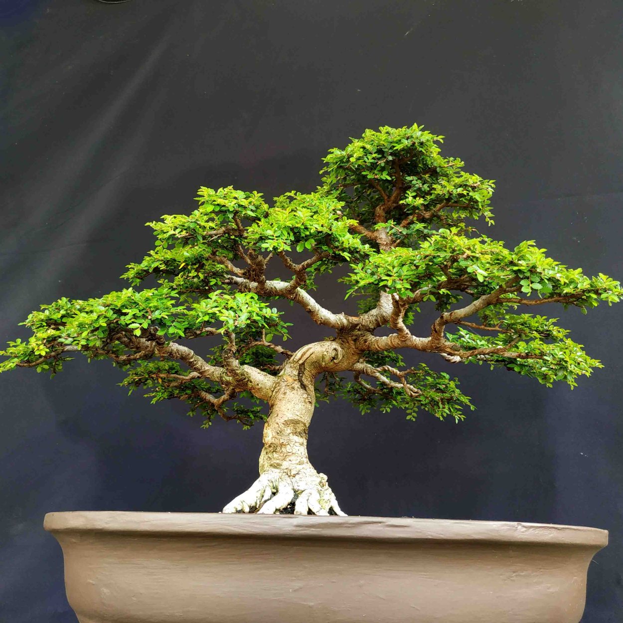 Секвойядендрон бонсай