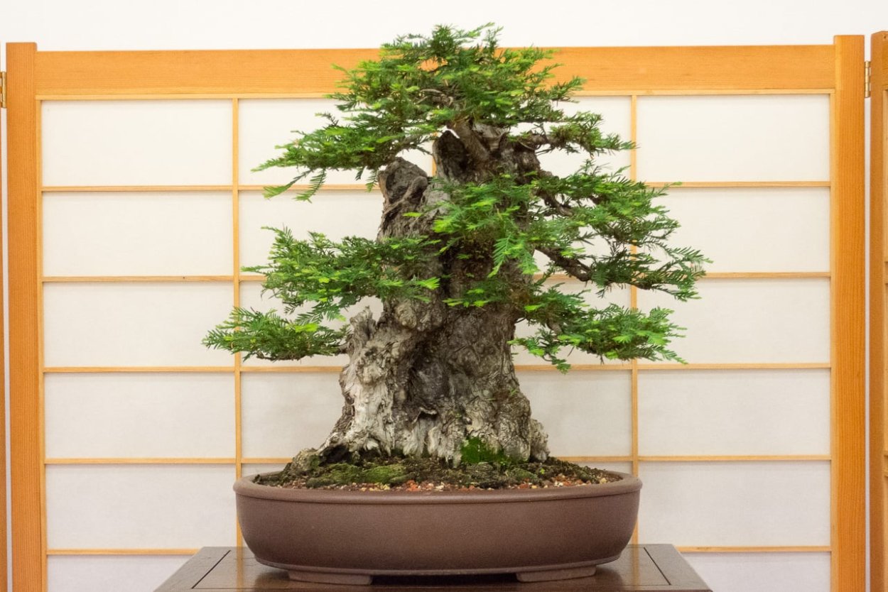 Секвойя бонсай