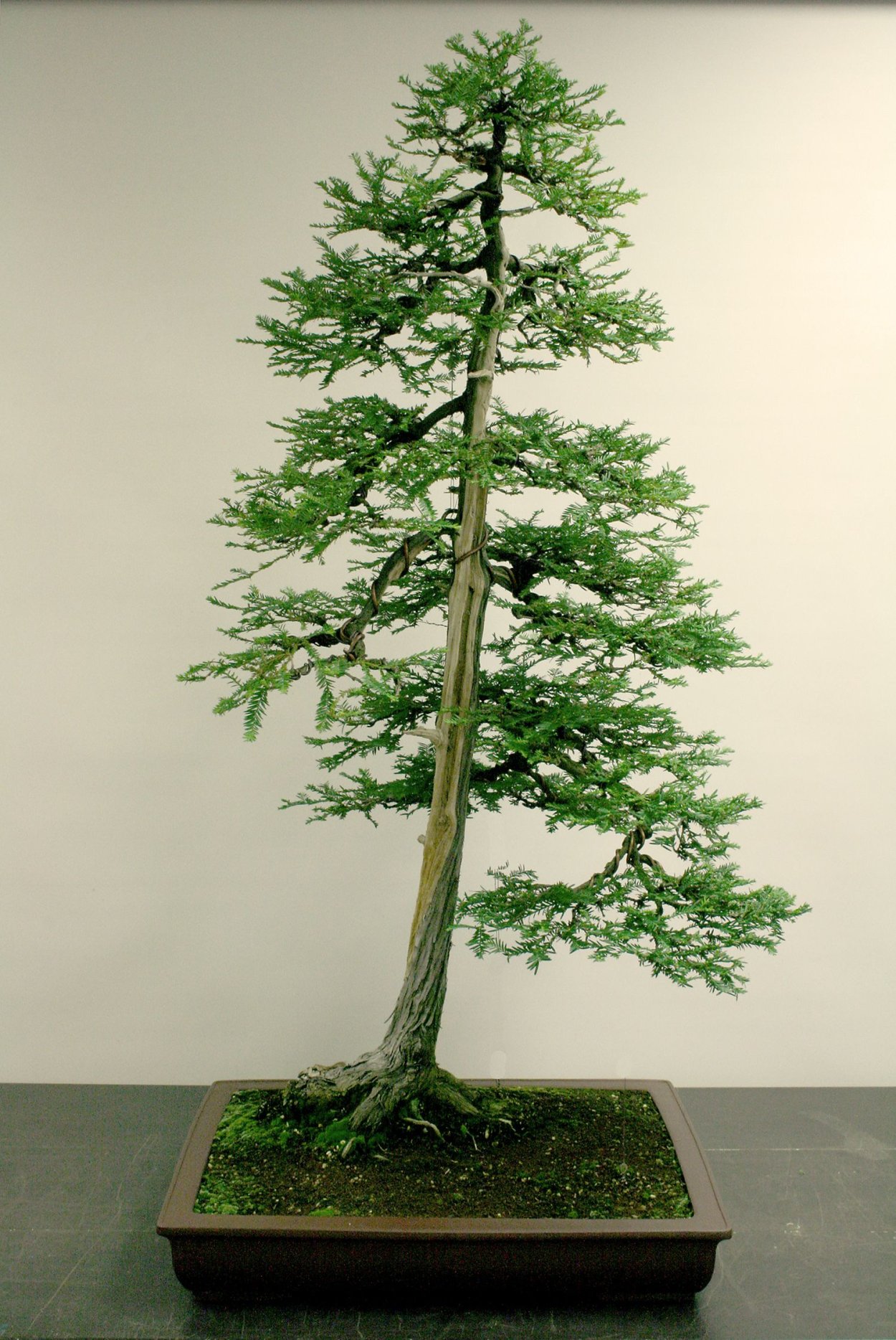 Метасеквойя бонсай