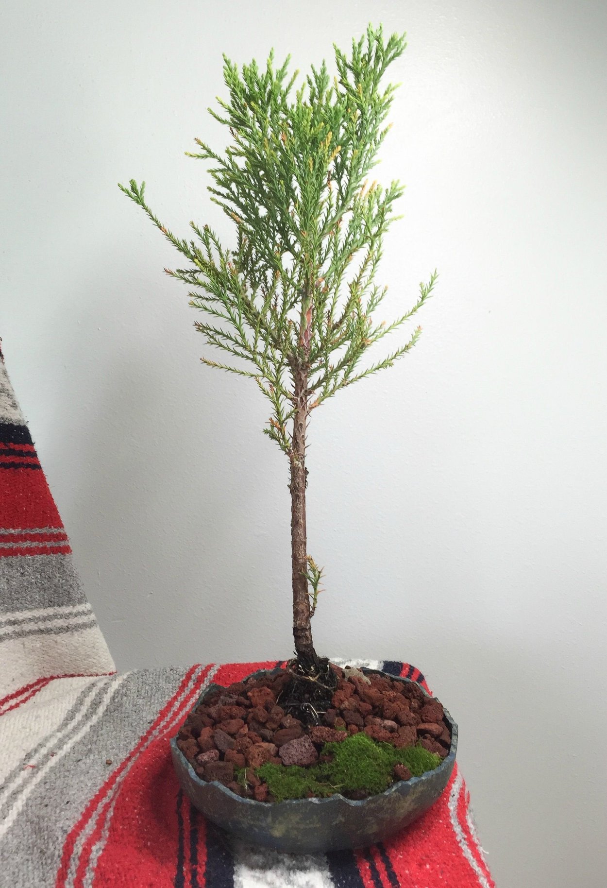 Криптомерия японская бонсай