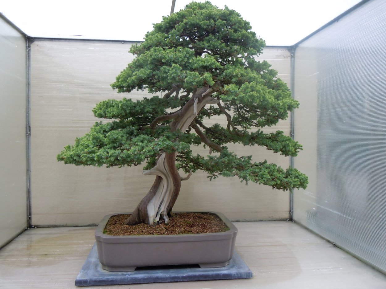 Секвойя бонсай