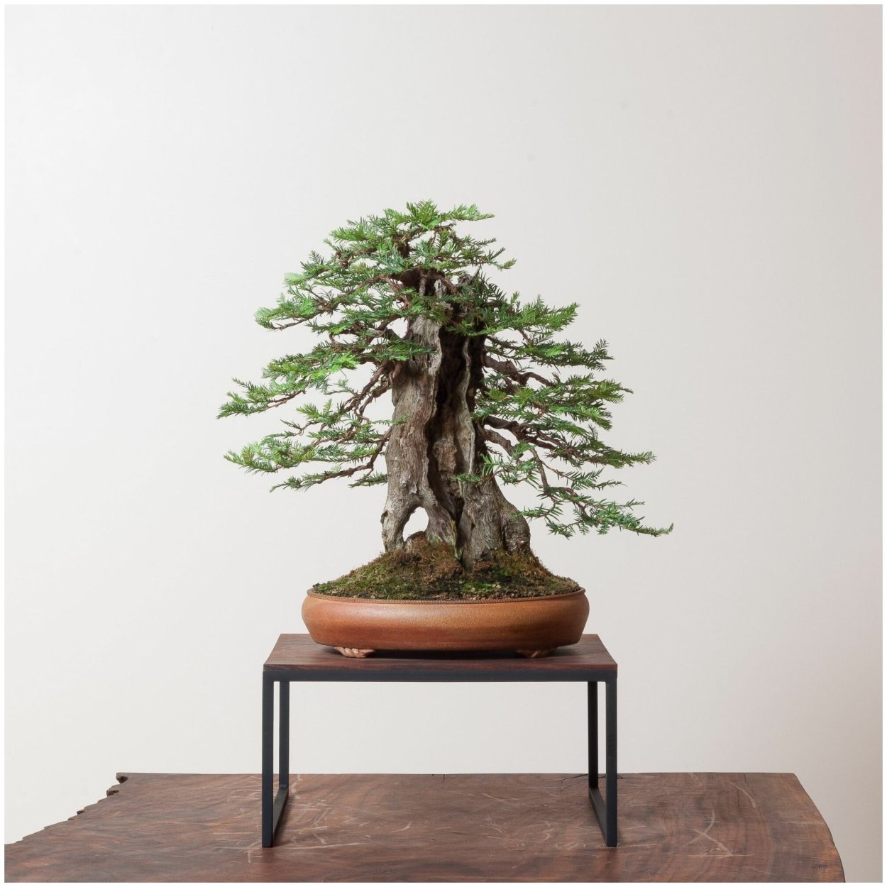 Бонсай дерево Секвойя