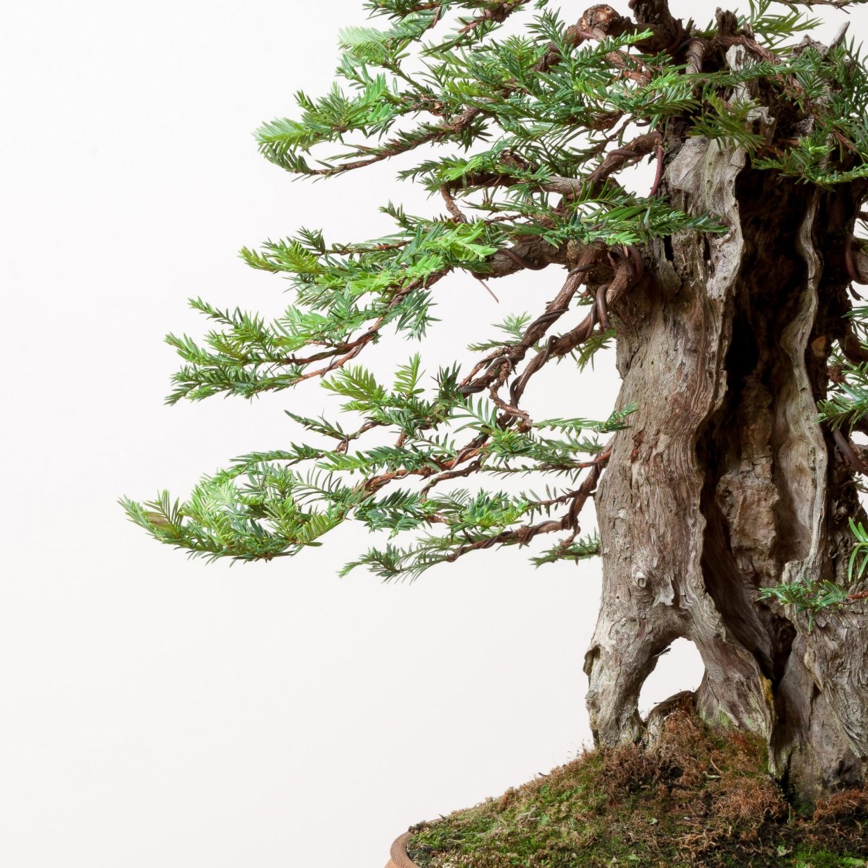 Бонсай маме из премны