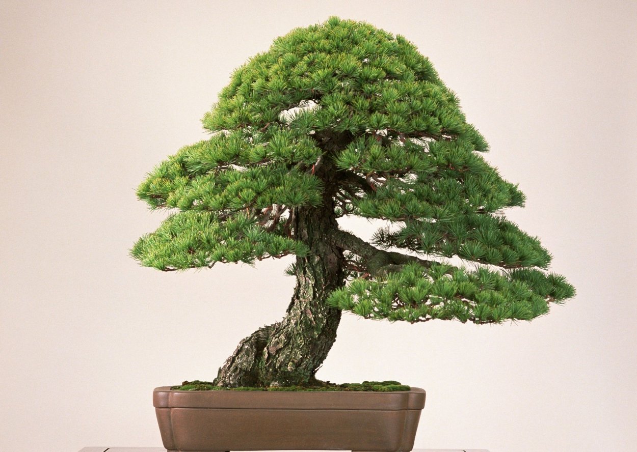 Редвуд бонсай