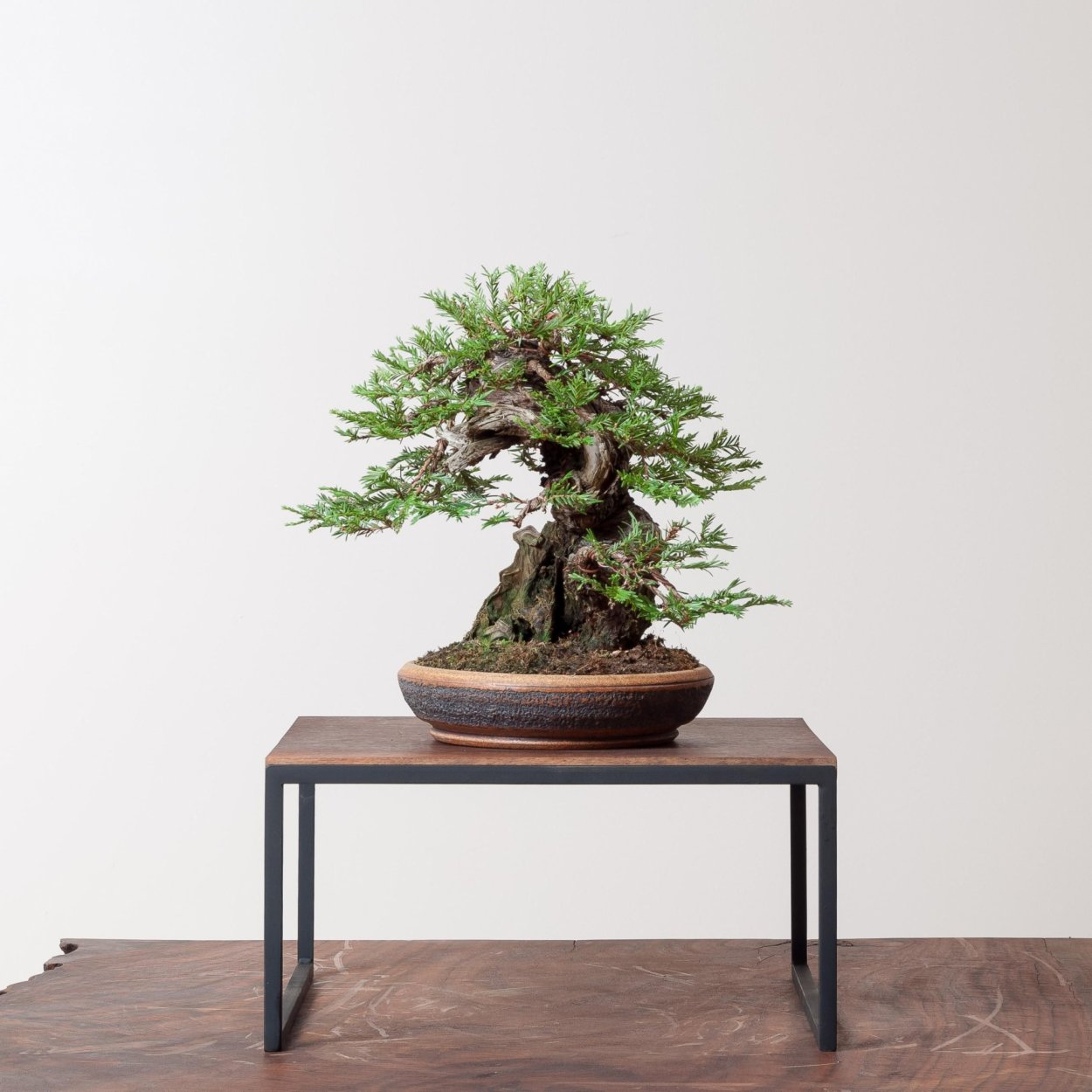 Секвойядендрон бонсай