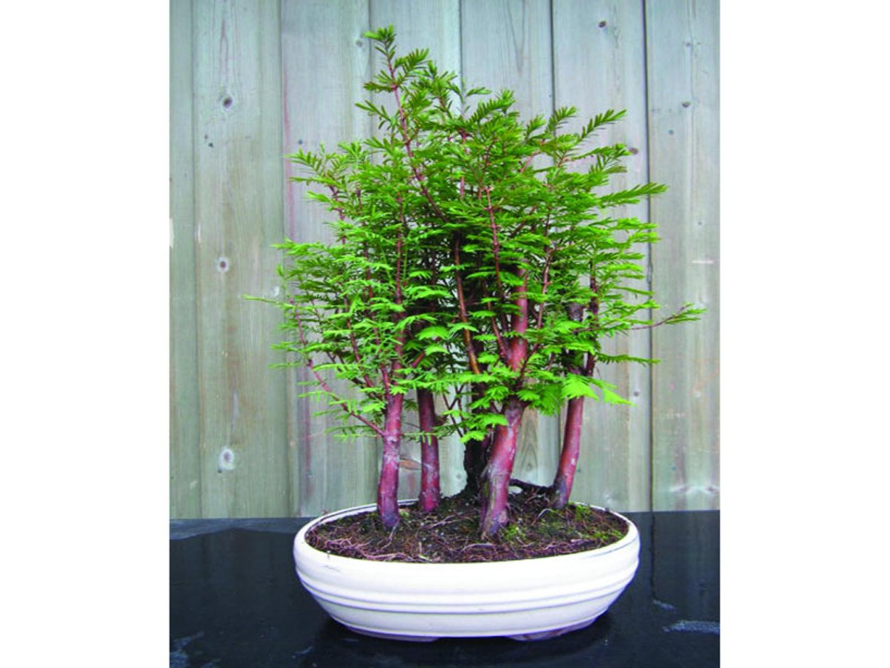 Сосна Пиния бонсай