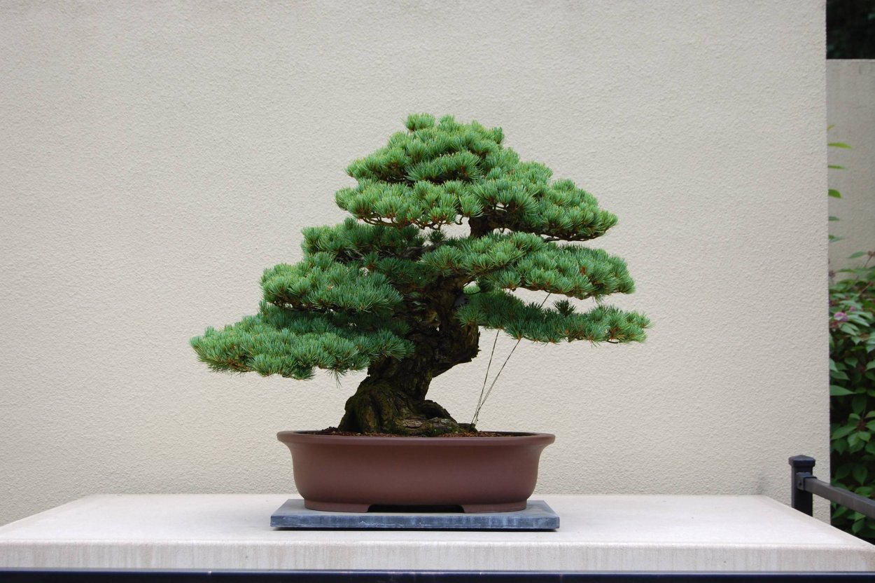 Metasequoia glyptostroboides бонсай