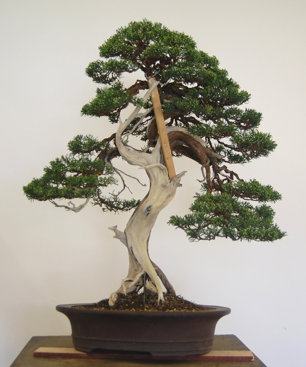 Секвойя бонсай