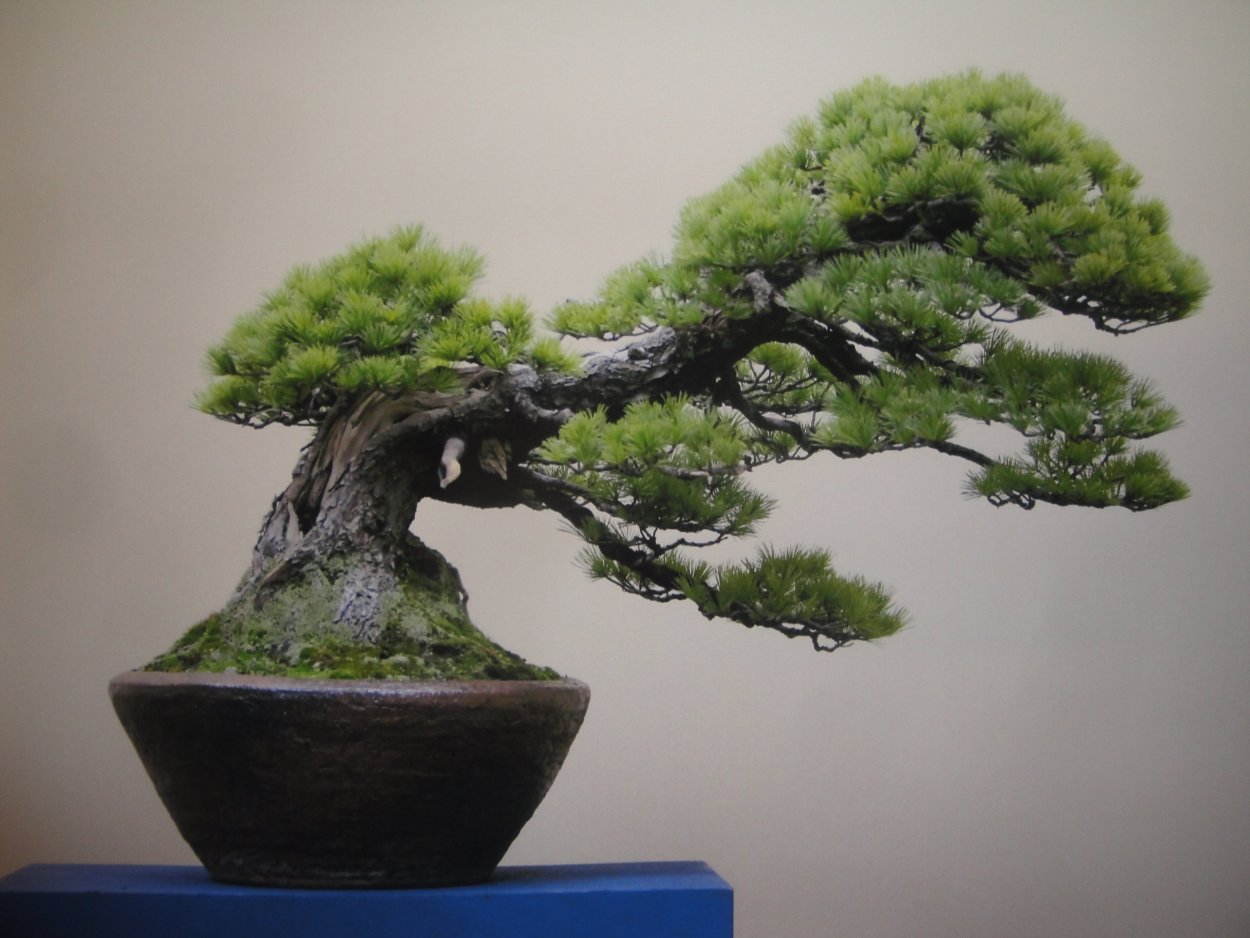 Секвойя бонсай