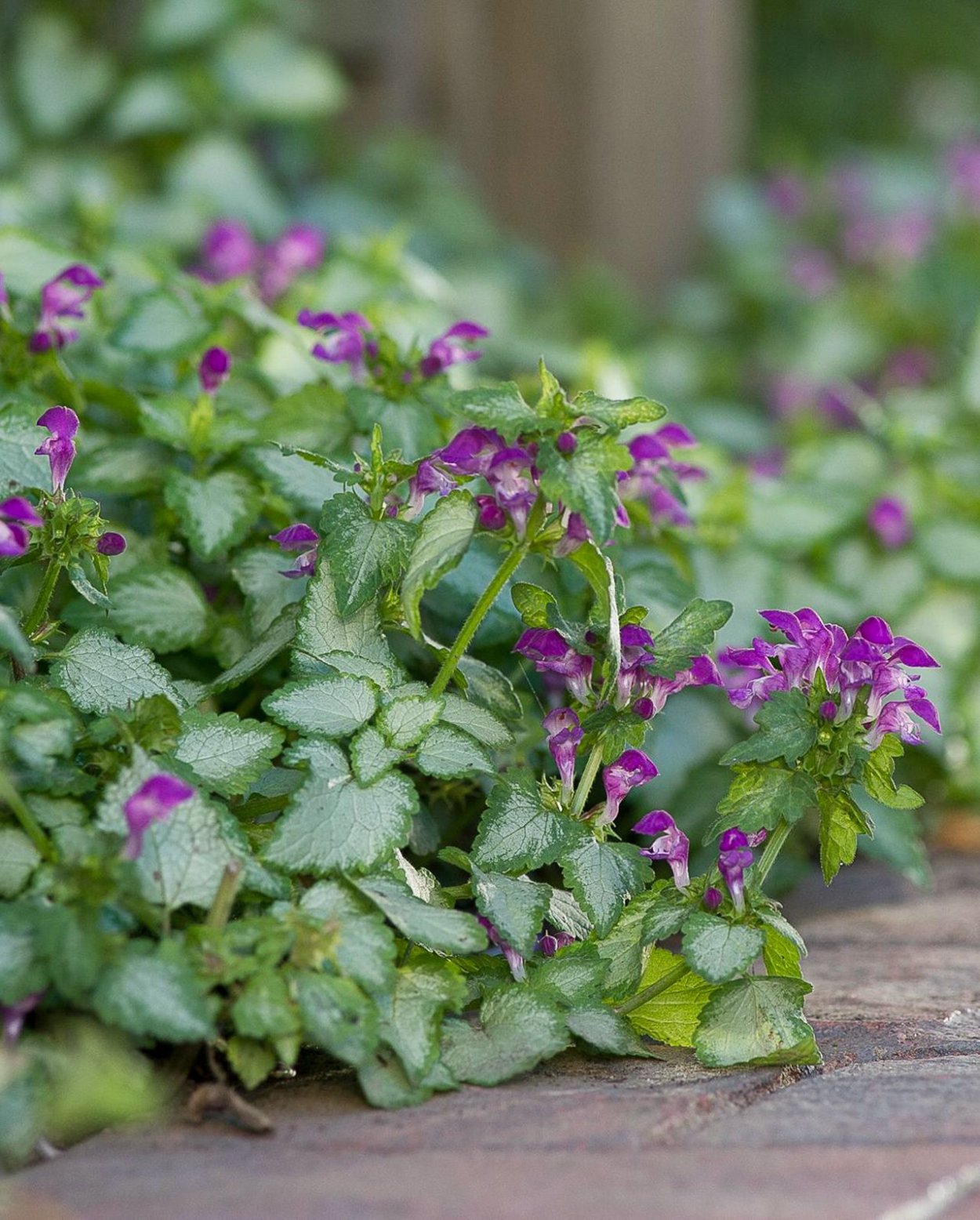 Бинафша Гули