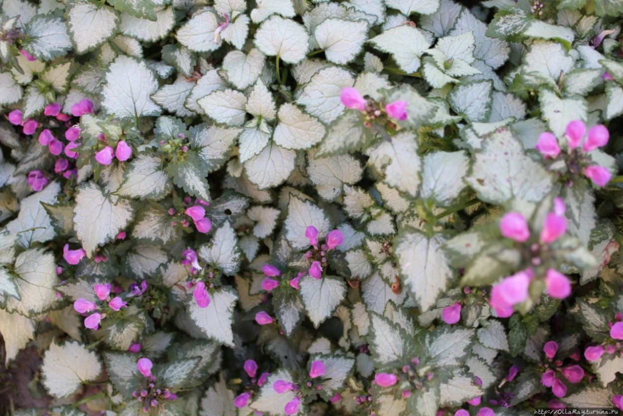 Яснотка почвопокровная серебристолистная