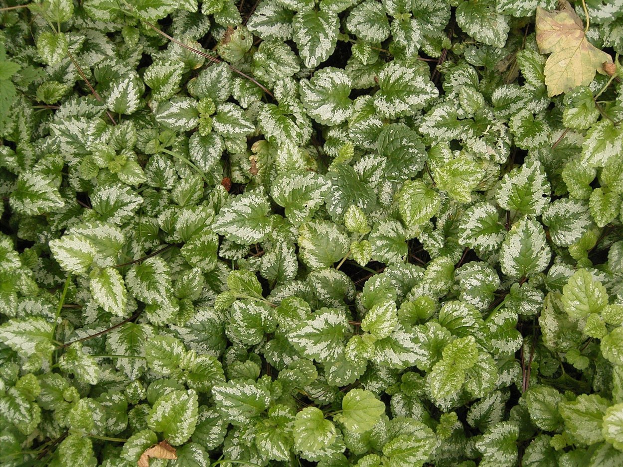 Яснотка ползучая