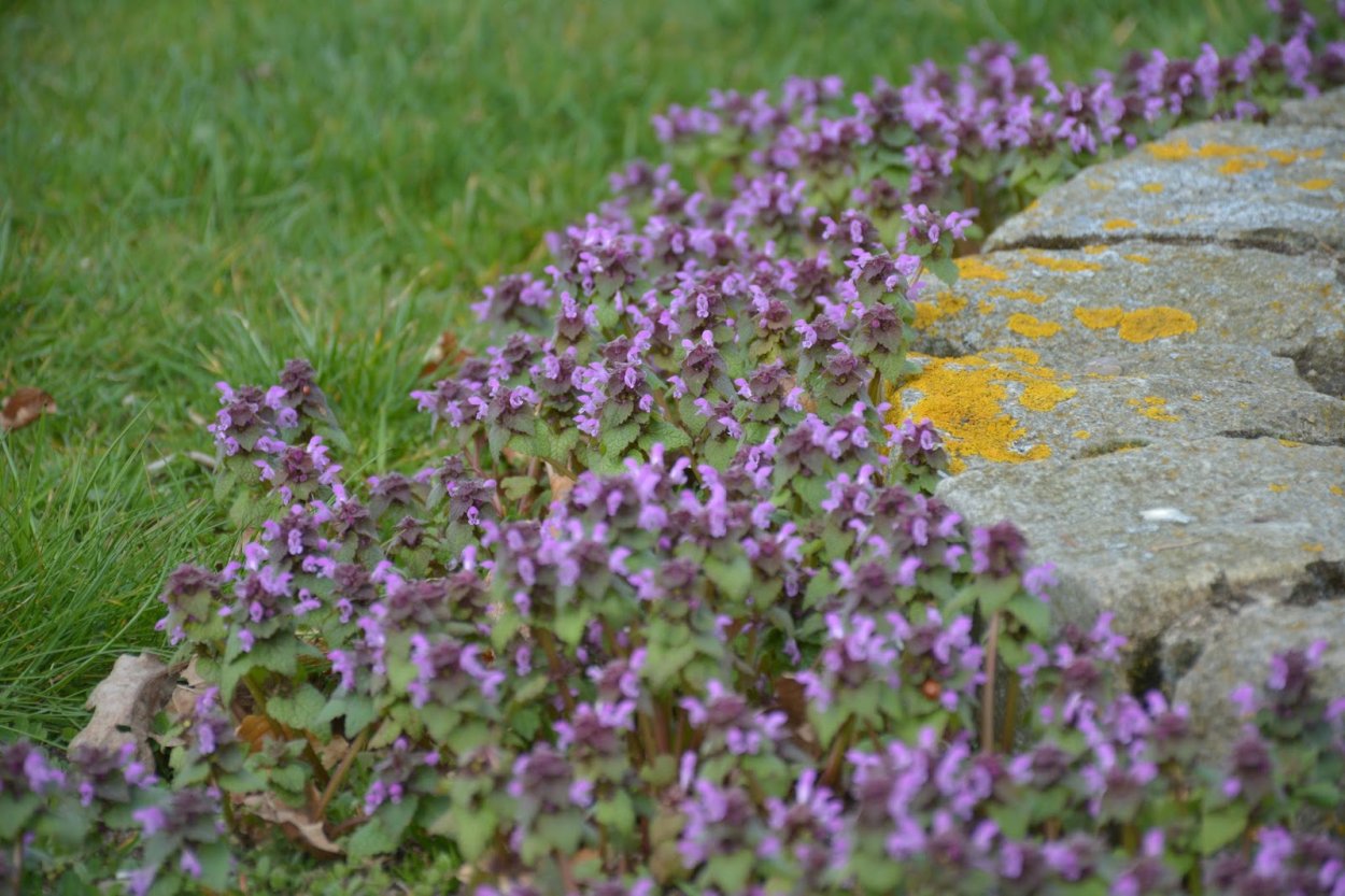 Яснотка ползучая