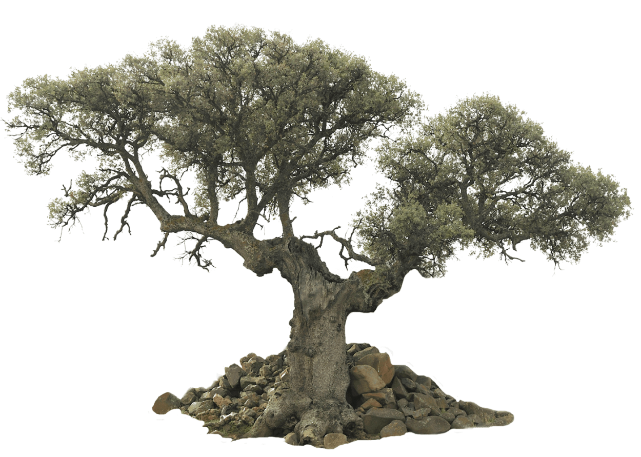 115 М Секвойя Гиперион