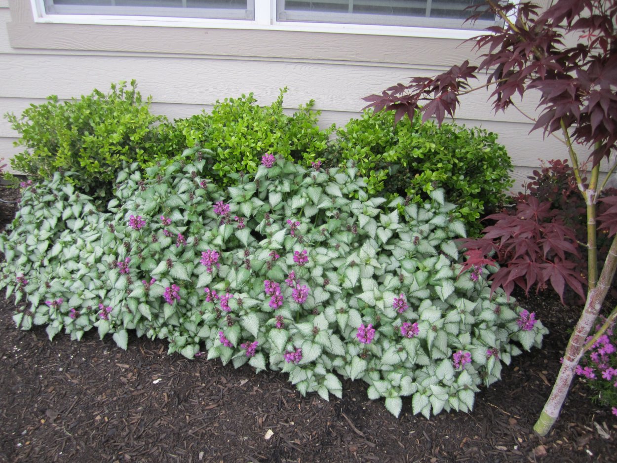 Florentinum яснотка