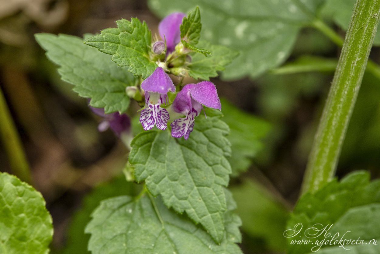 Яснотка крапчатая