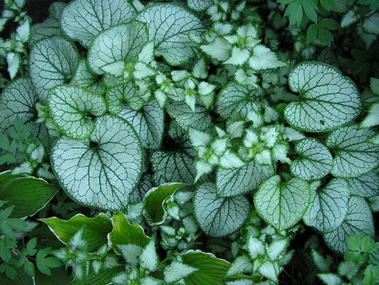 Яснотка ползучая