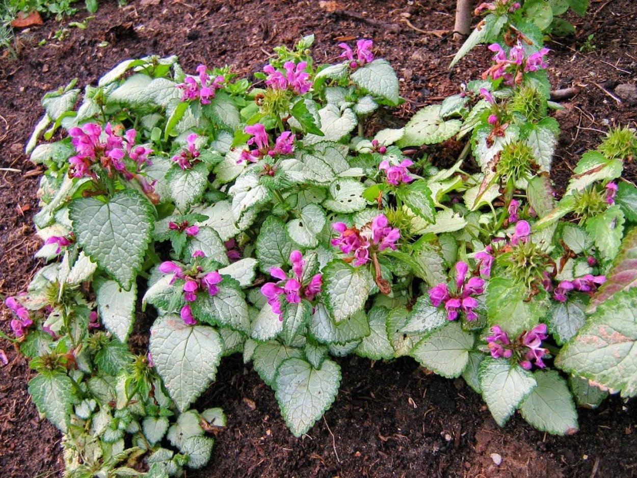 Яснотка Розеум