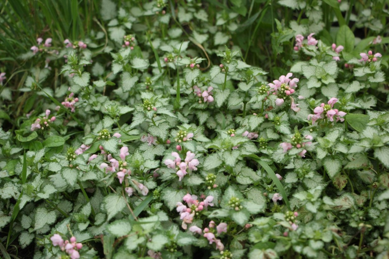 Яснотка ползучая