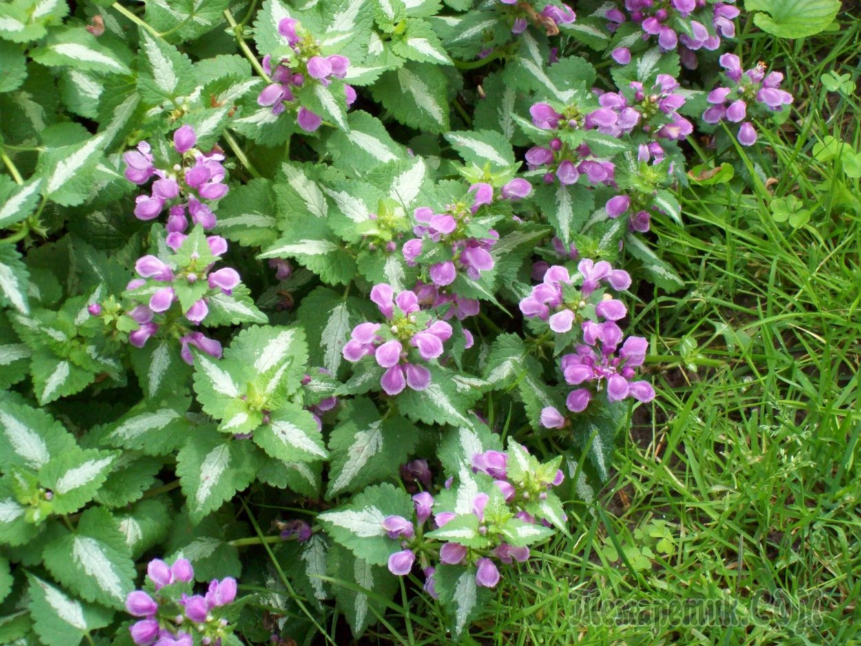 Яснотка пурпуровая -Lamium purpureum