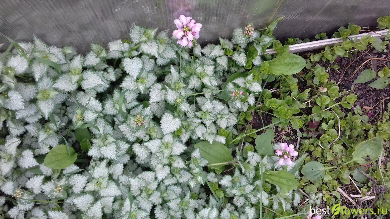 Яснотка пурпурная - Lamium purpureum