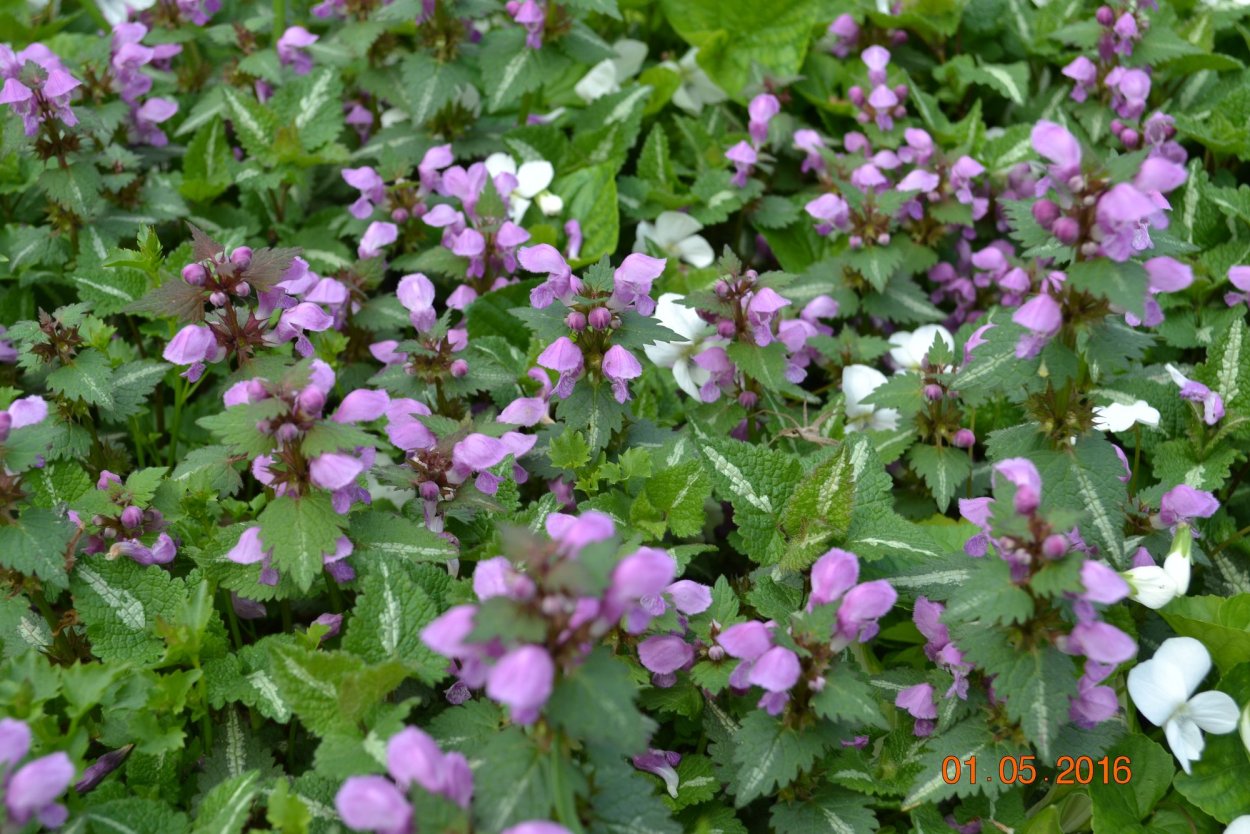 Яснотка ползучая