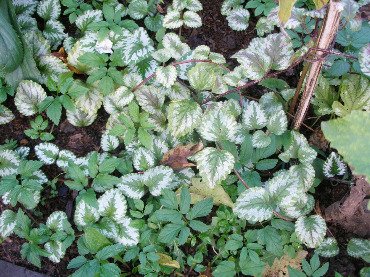 Яснотка ползучая