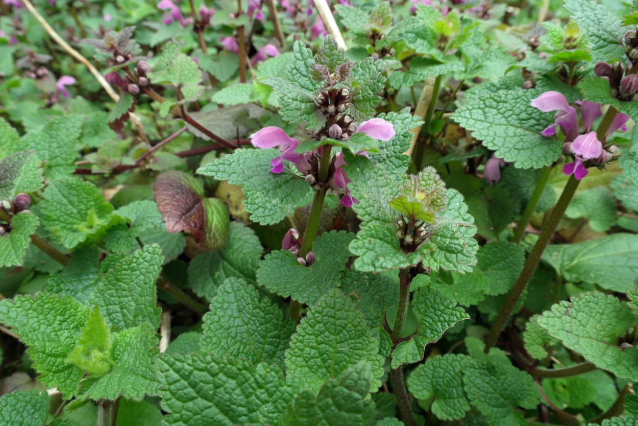 Яснотка крапчатая пурпурная