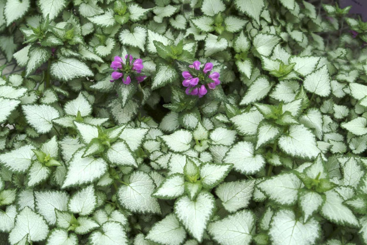 Яснотка крапчатая Зеленчук