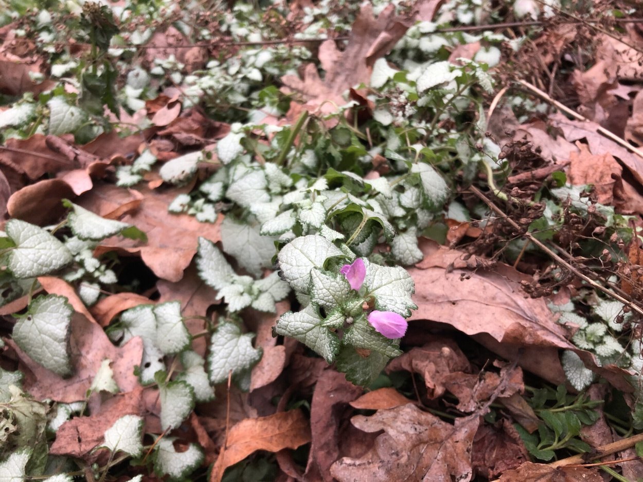 Яснотка ползучая