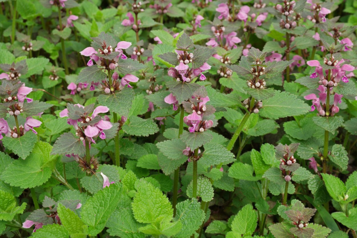 Яснотка пурпурная сорняк