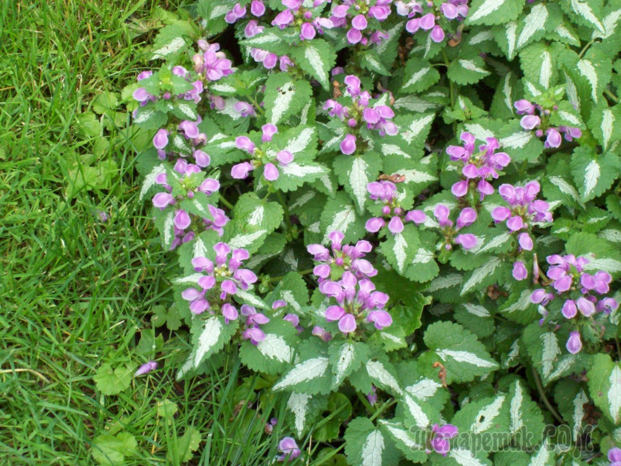 Lamium Mac. 'Pink Pewter'