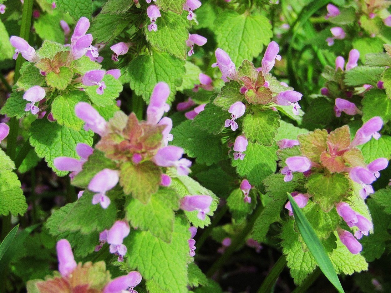 Яснотка обыкновенная