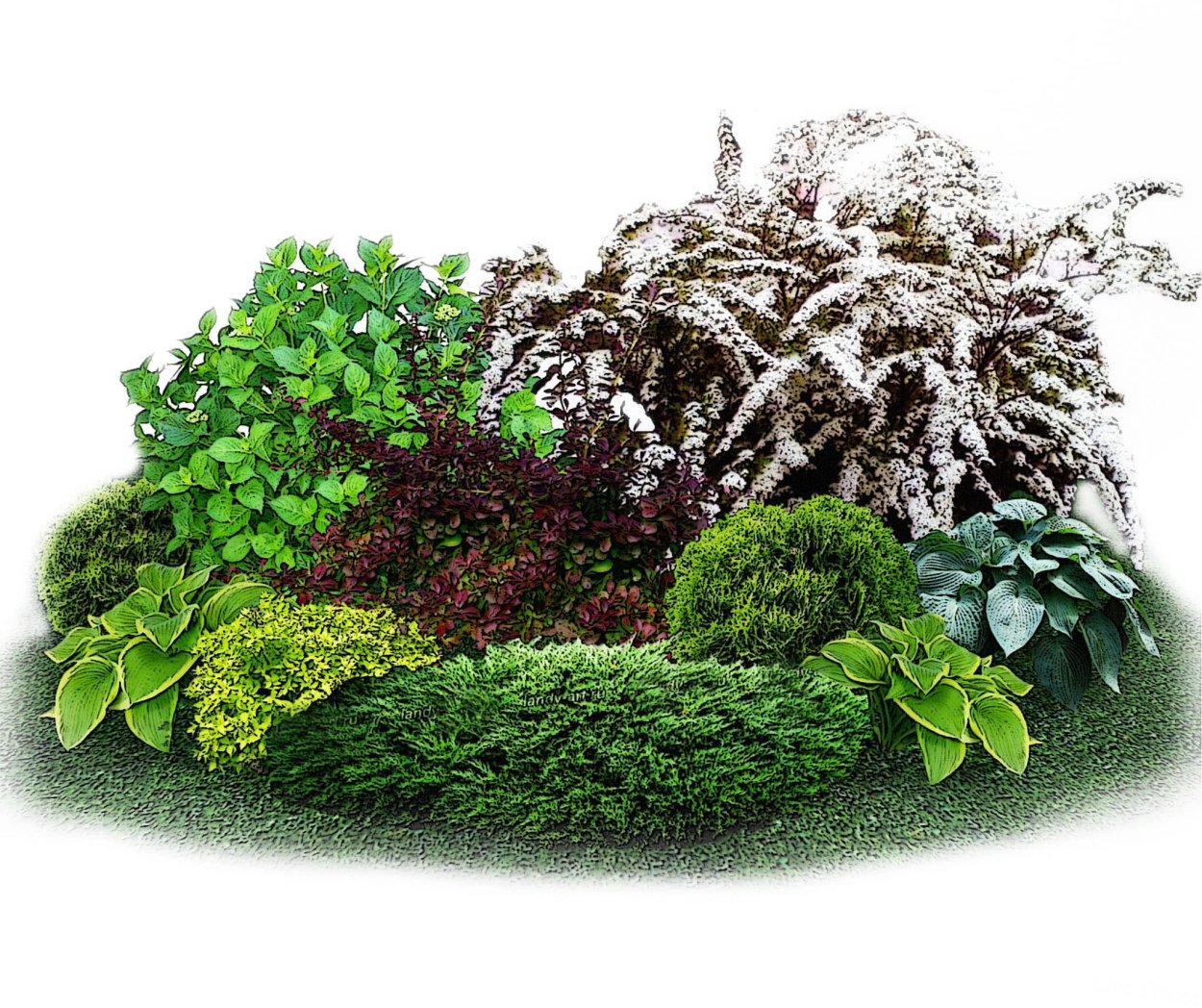 Форзиция спирея Барбарис